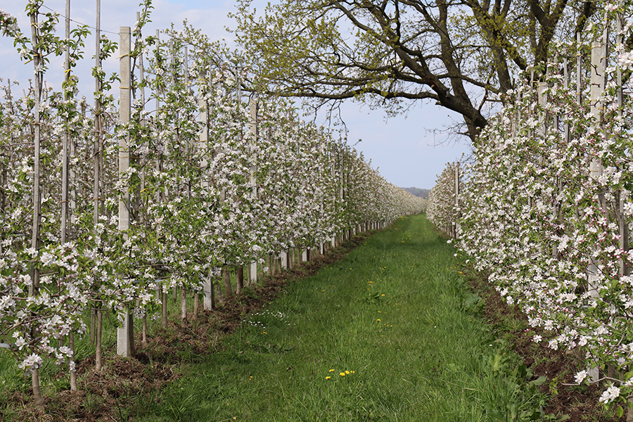 Bestäubung – Befruchtung
