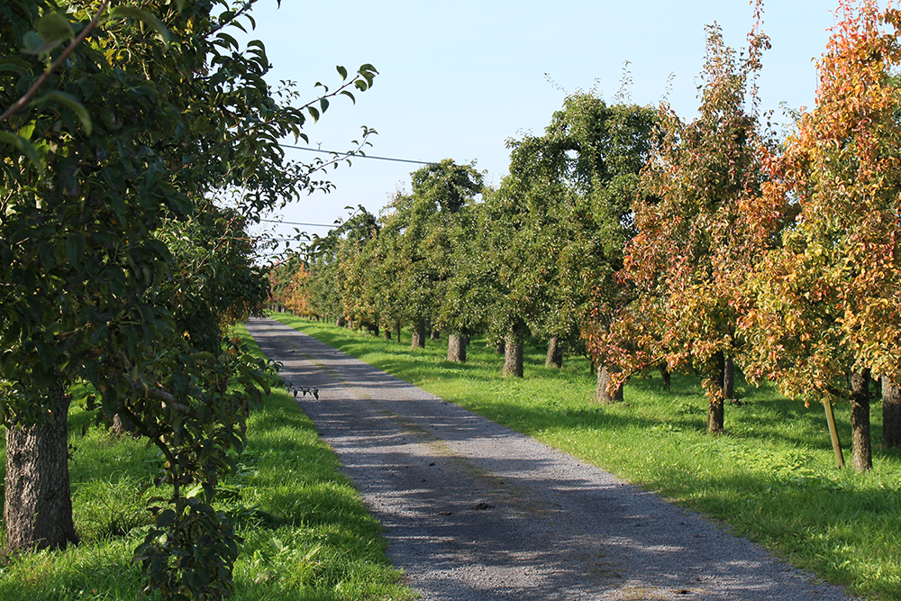 Birnen bei Bio-Obst Augustin