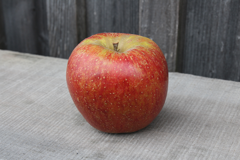 Wellant und Umstellungsware